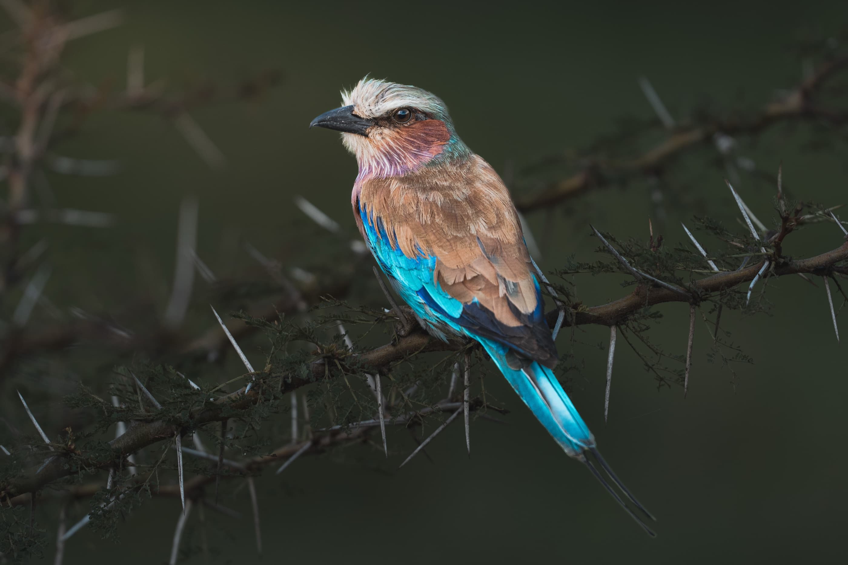 Lilac-breasted Roller perched on a thorny branch, vivid blue and lilac plumage