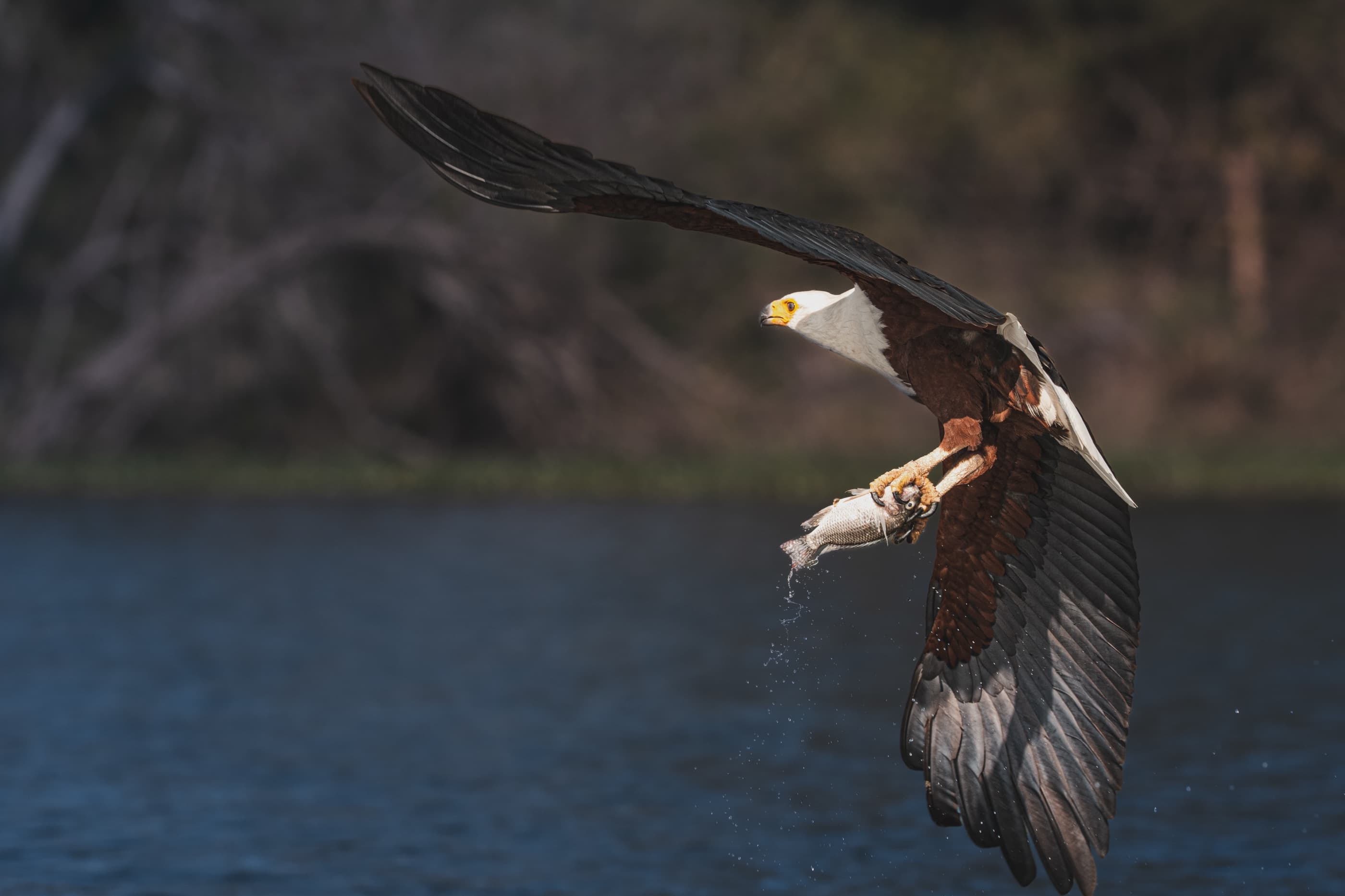 African Fish Eagle in full flight carrying a large fish, water droplets falling