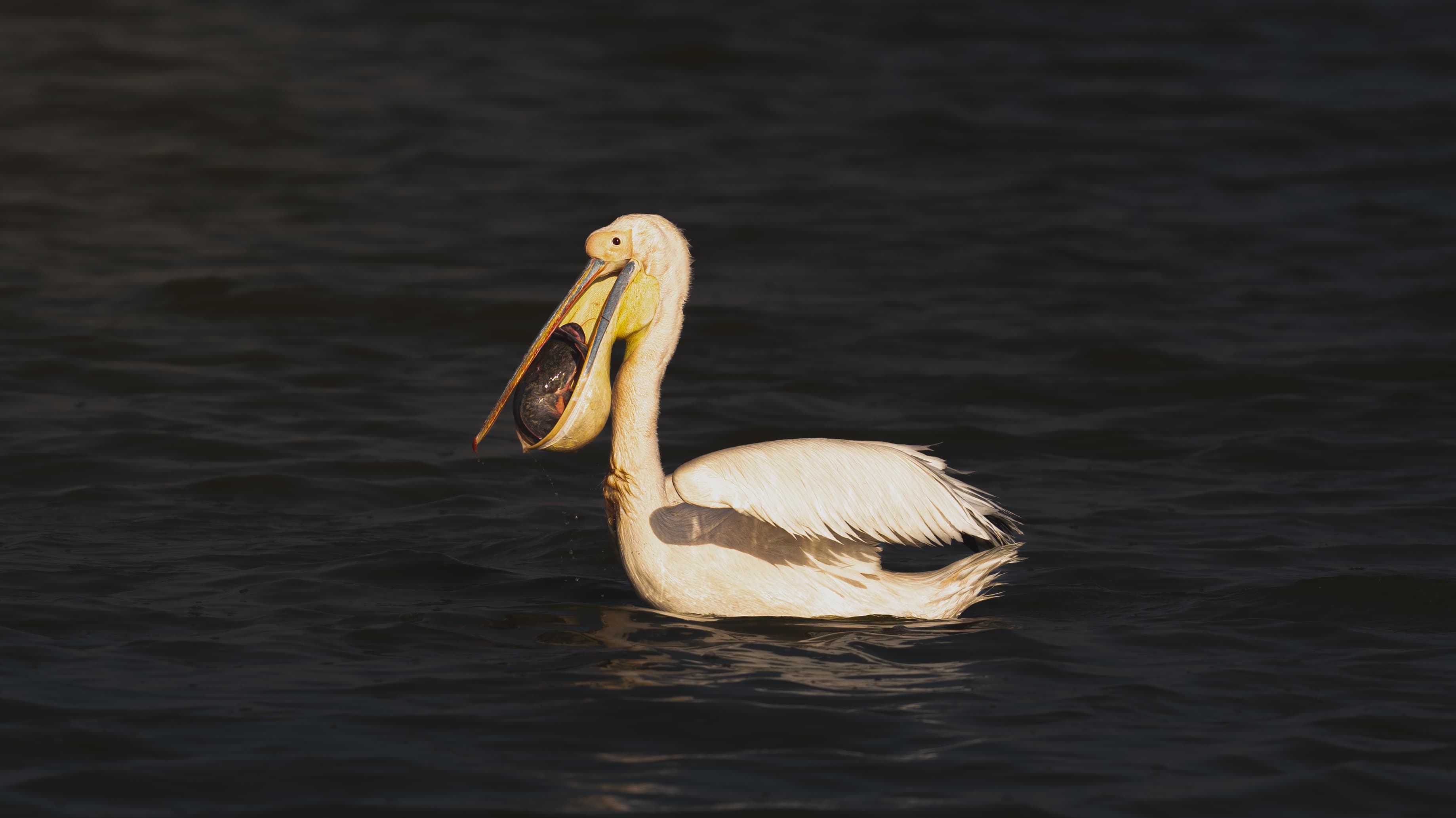 Great White Pelican at Lake Nakuru, close portrait