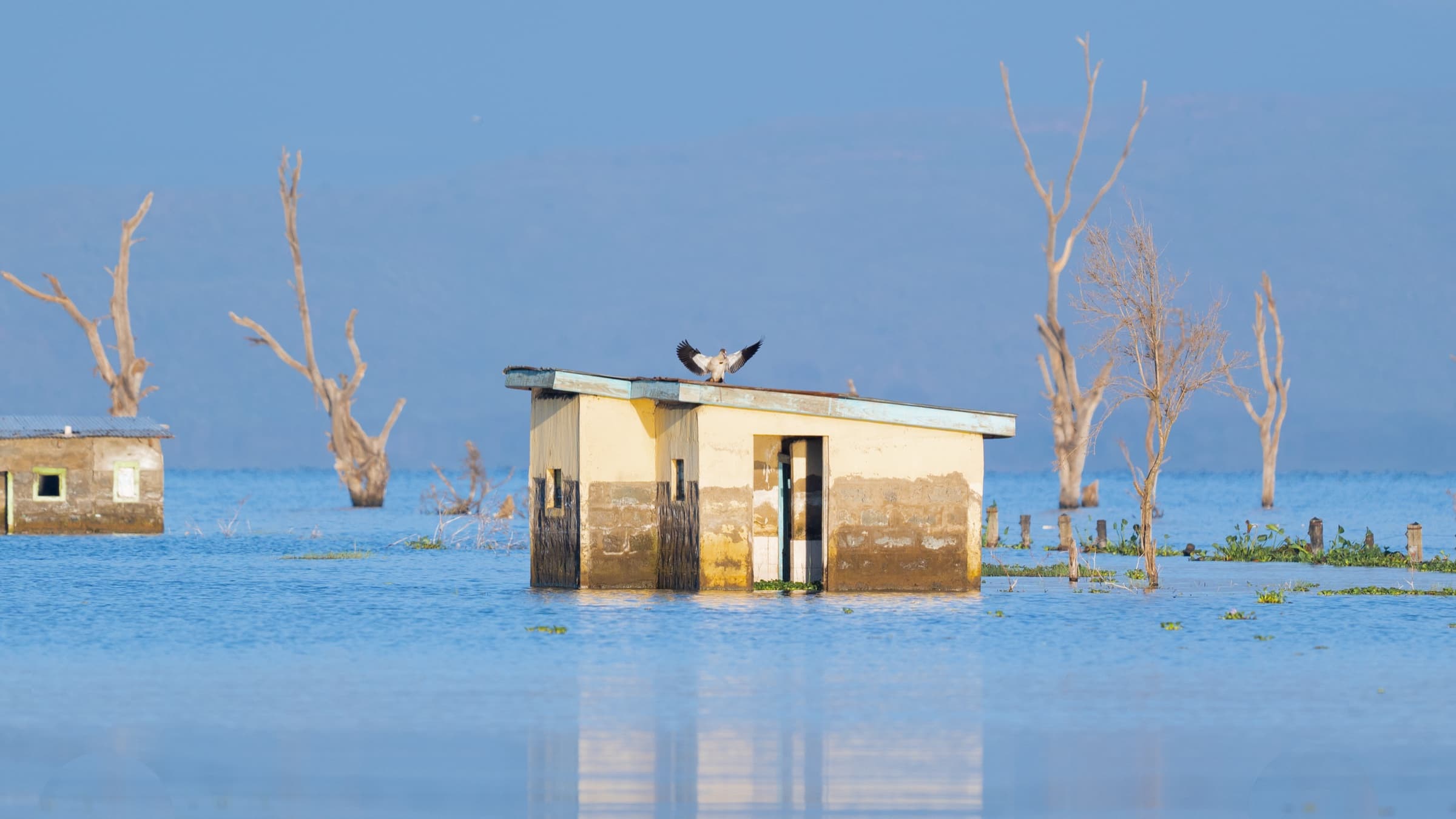Flooded settlement buildings and dead acacia trees rising from Lake Nakuru, a bird landing on a rooftop