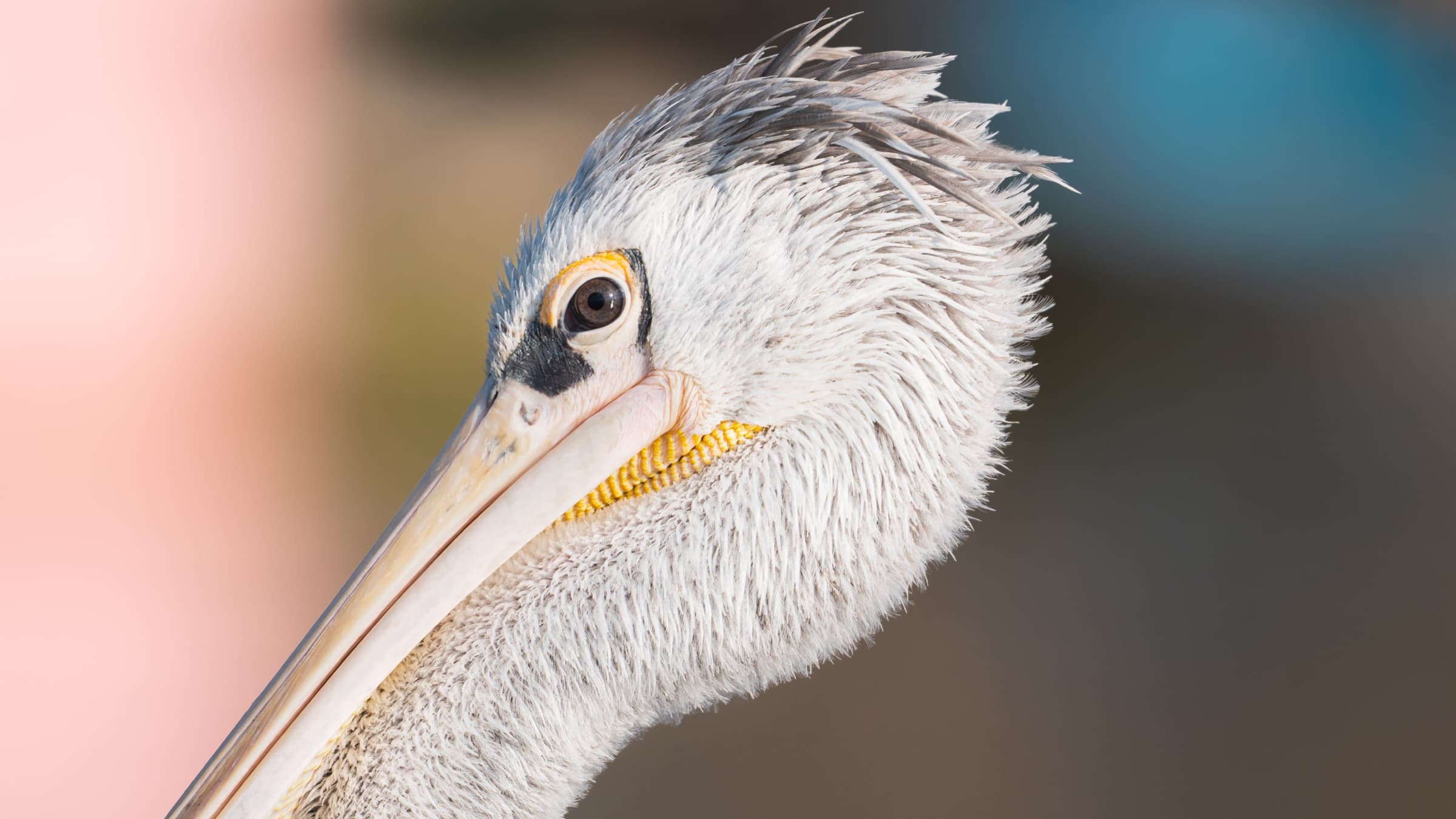 Pink-backed Pelican close-up portrait, crested, soft pink background