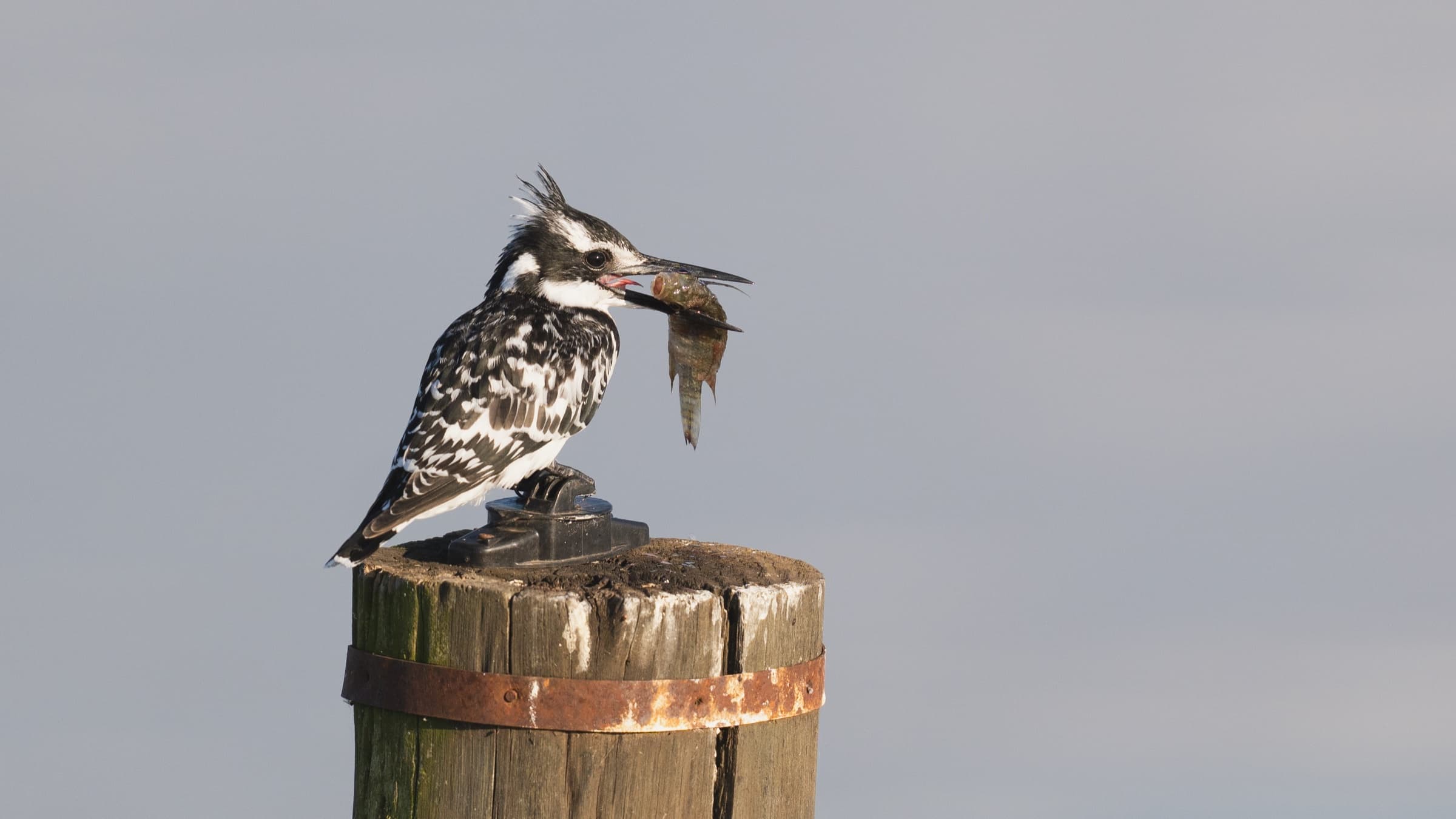 Pied Kingfisher perched on weathered wooden post with fish in bill