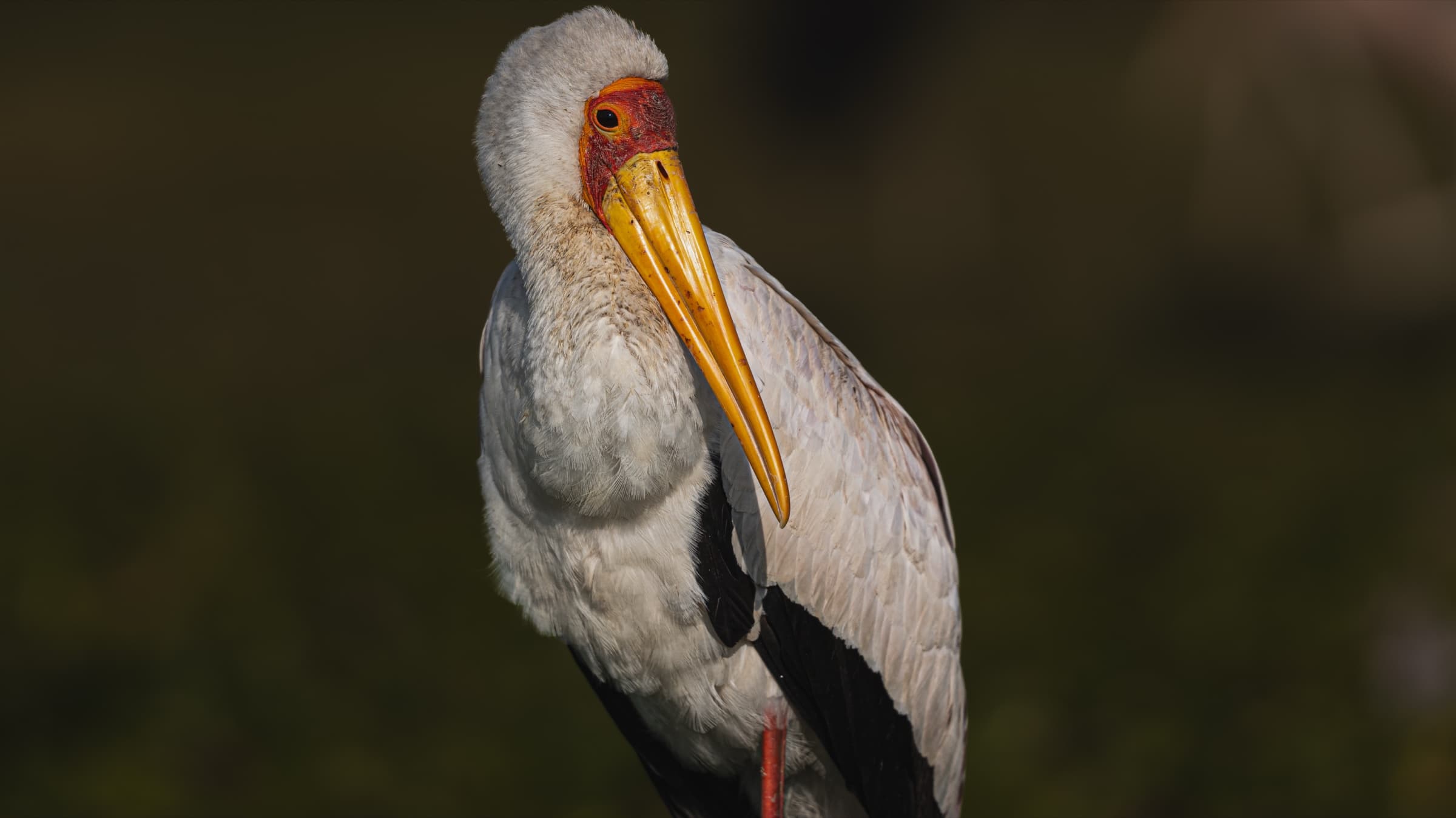 Yellow-billed Stork in warm light, close portrait showing red facial skin
