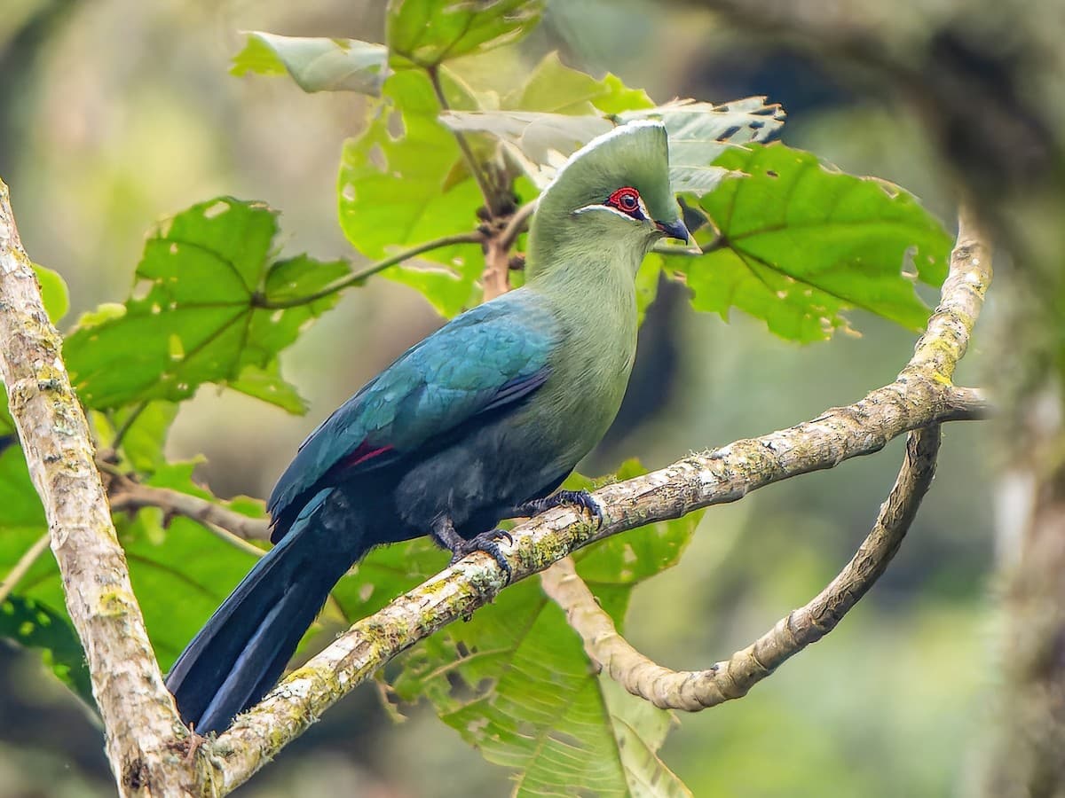 Black-billed Turaco in forest canopy — green body, teal wings, red eye-ring