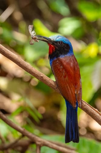 Blue-headed Bee-eater with dragonfly in bill, forest interior