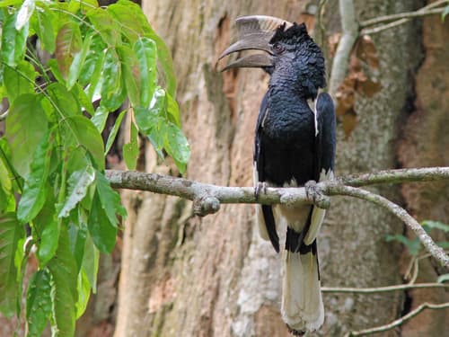 Black-and-white-casqued Hornbill perched on a branch, massive casque and bill