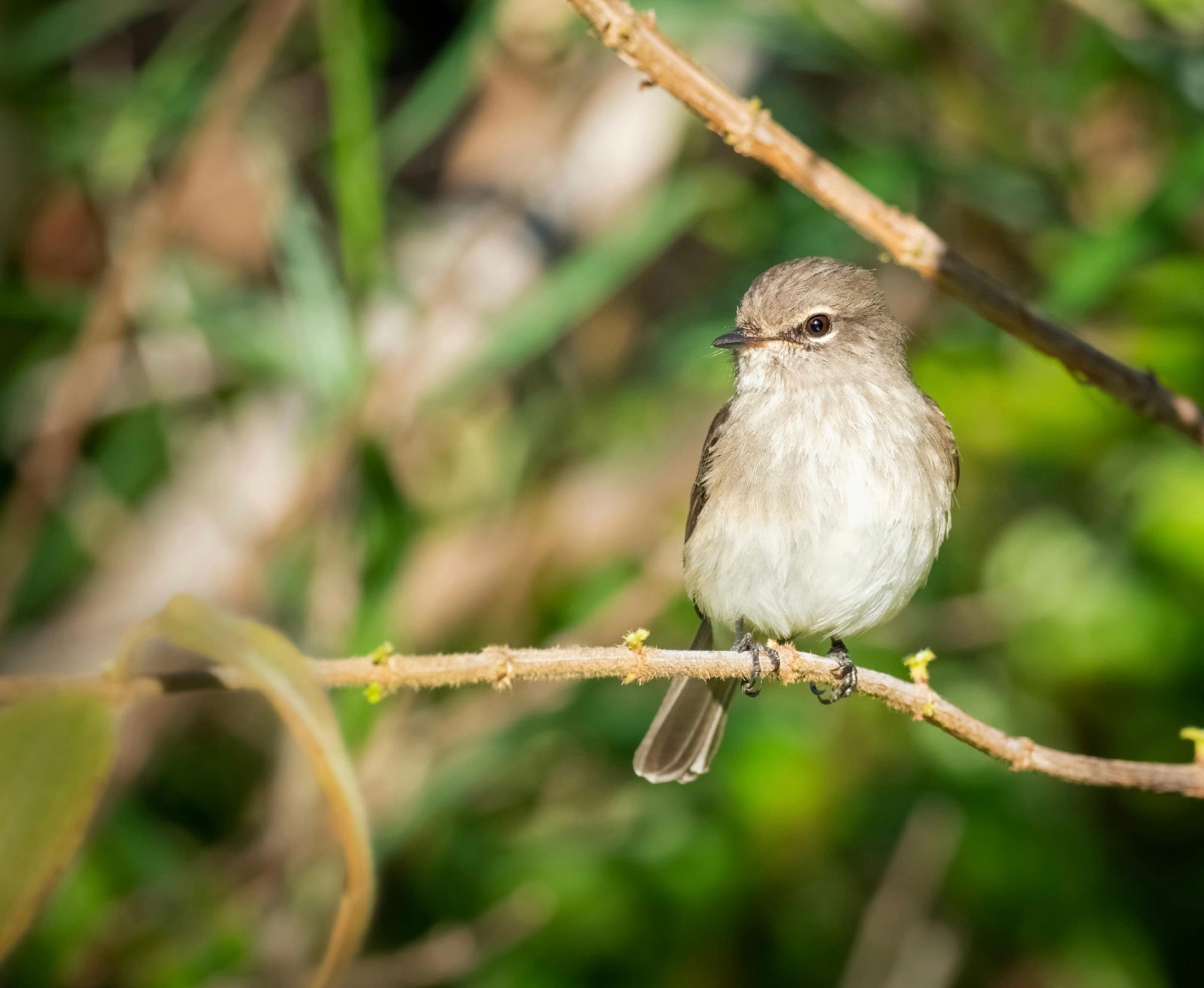 Chapin's Flycatcher perched in forest edge habitat