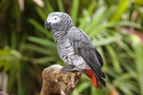 African Grey Parrot on a branch, pale grey with red tail