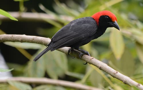 Red-headed Malimbe in forest interior, Kakamega