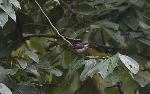 Turner's Eremomela in Kakamega Forest