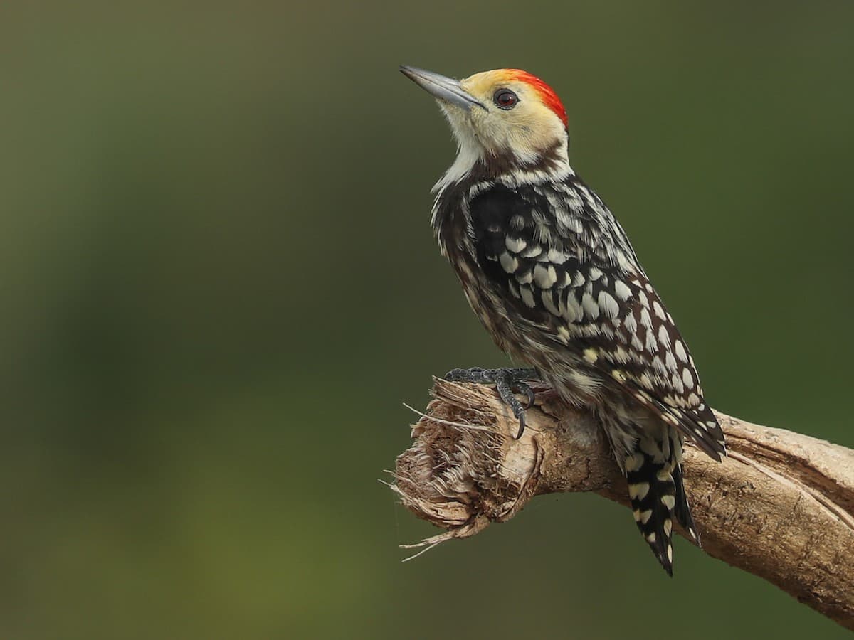 Yellow-crested Woodpecker on tree in Kakamega Forest