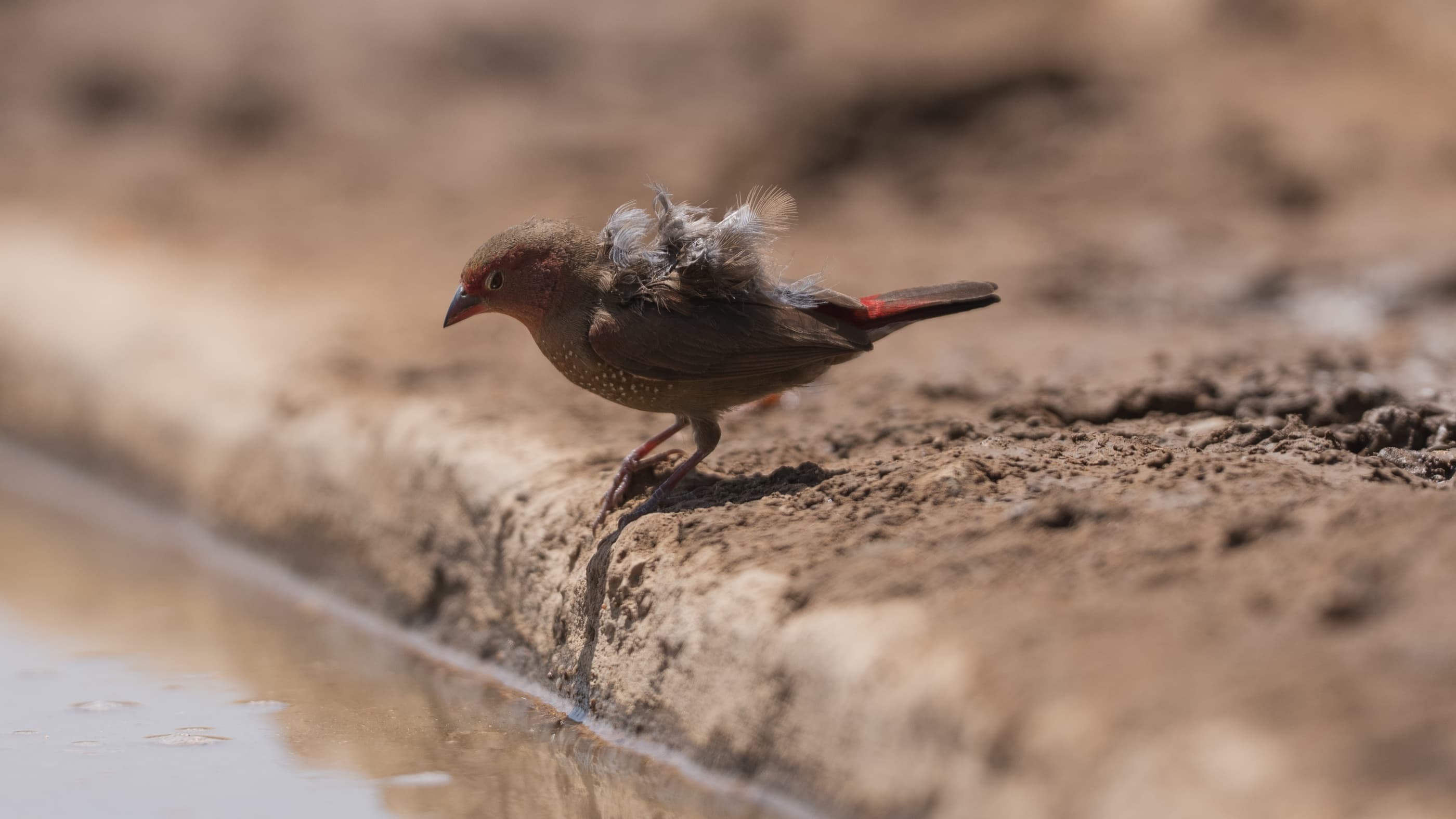 Red-billed Firefinch portrait at the waterhole edge — russet body, red bill, white-spotted flanks