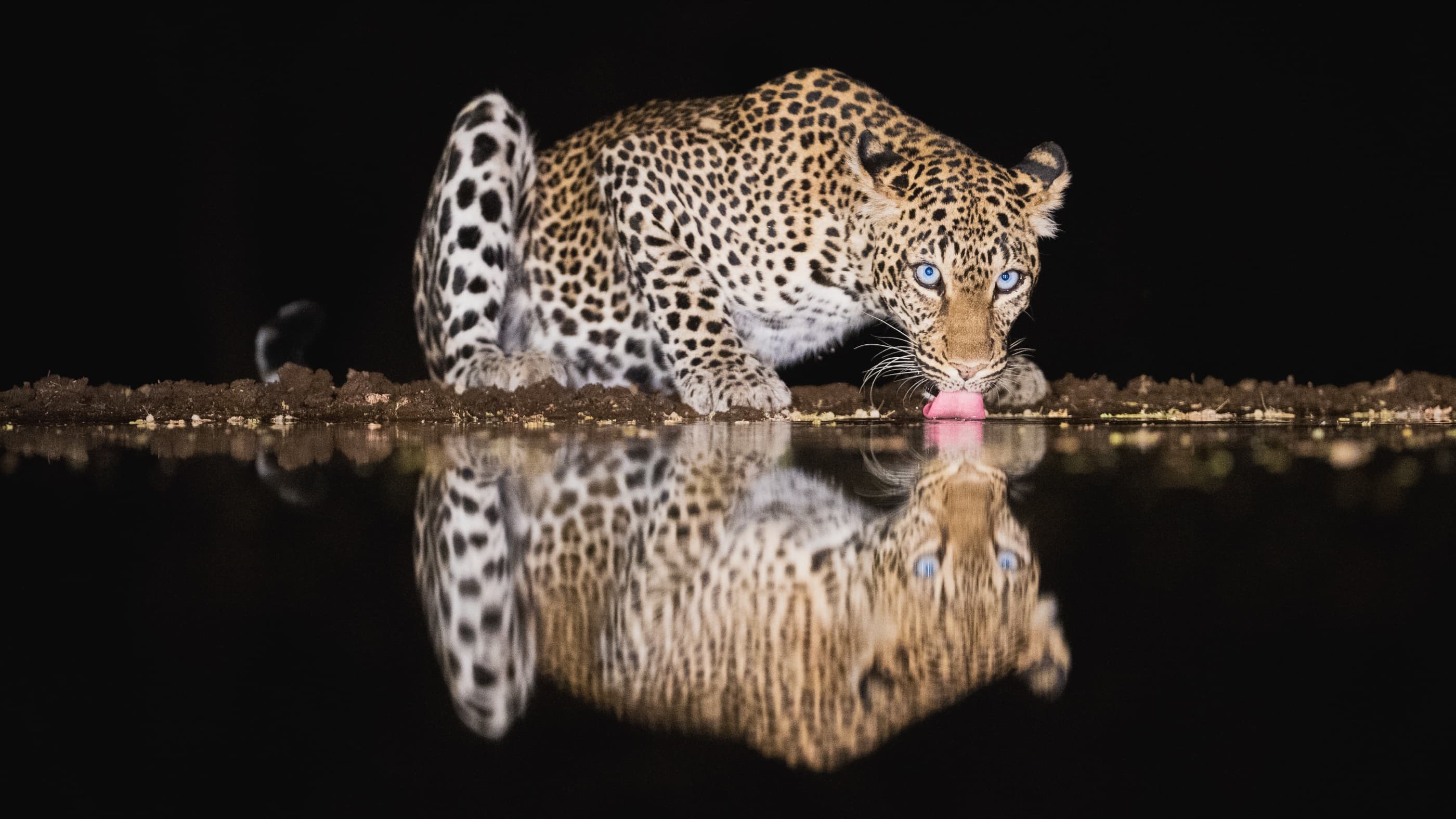 Leopard crouched at the Lentorre waterhole drinking, blue eyes reflected in still dark water