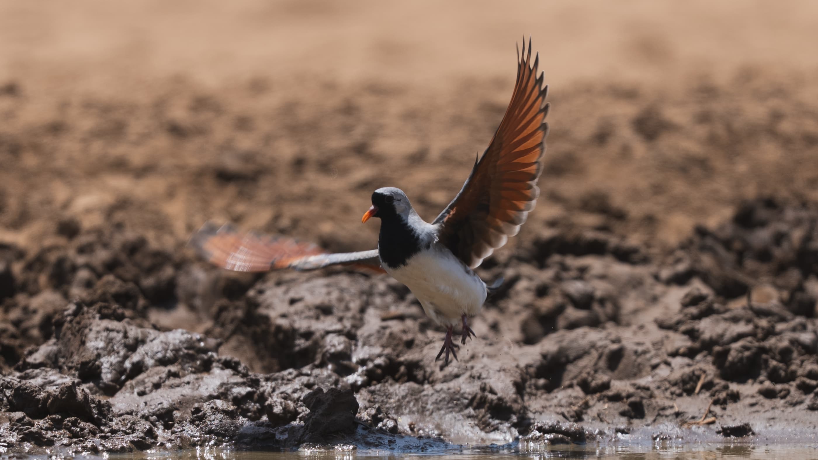 Namaqua Dove in flight showing distinctive chestnut primary feathers, waterhole in background