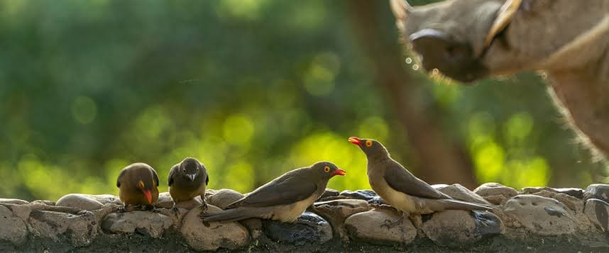 Three Red-billed Oxpeckers lined up on a stone ledge at a waterhole, buffalo visible