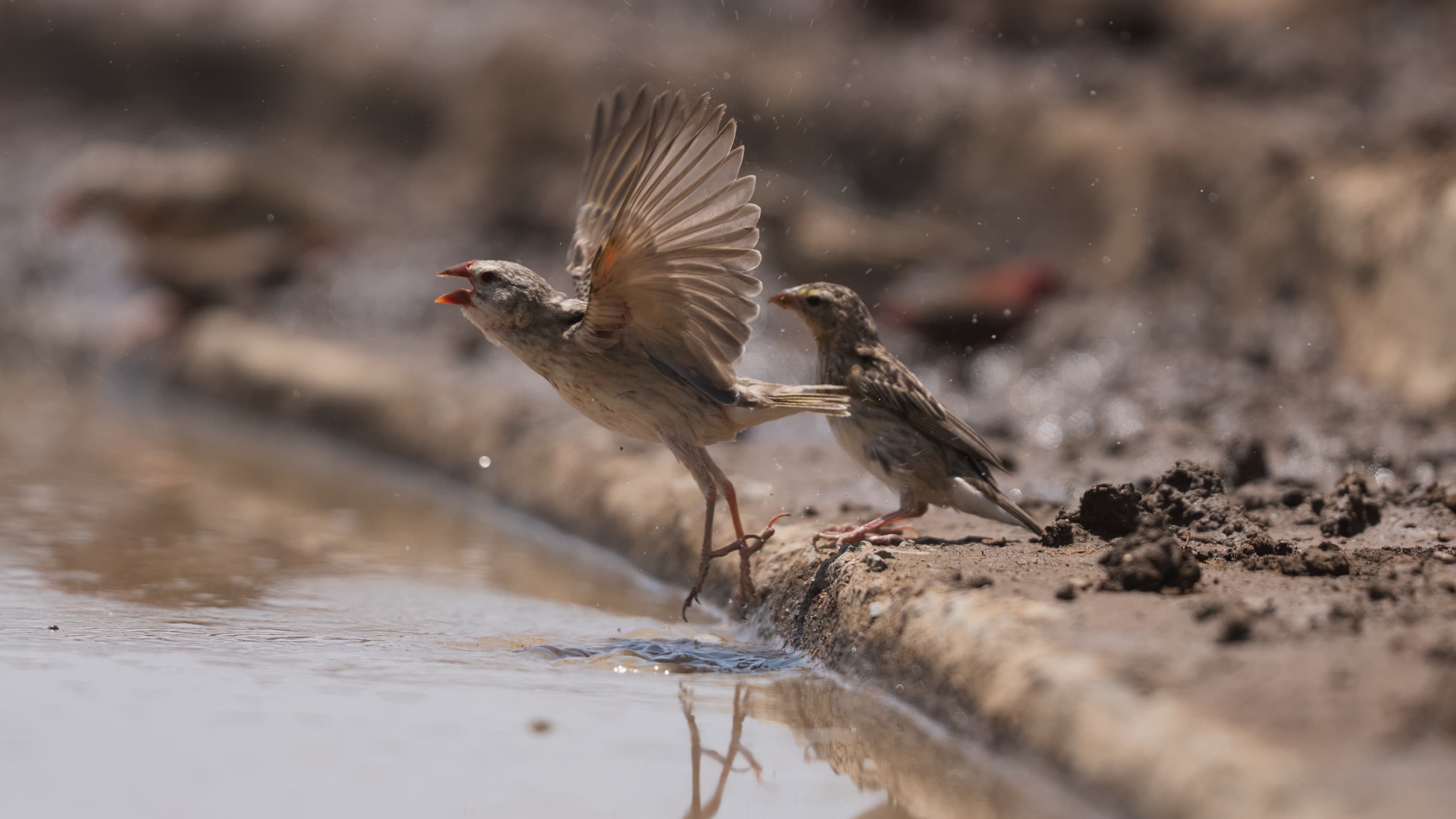 Two Red-billed Queleas at the waterhole edge, one with wings raised in a territorial display