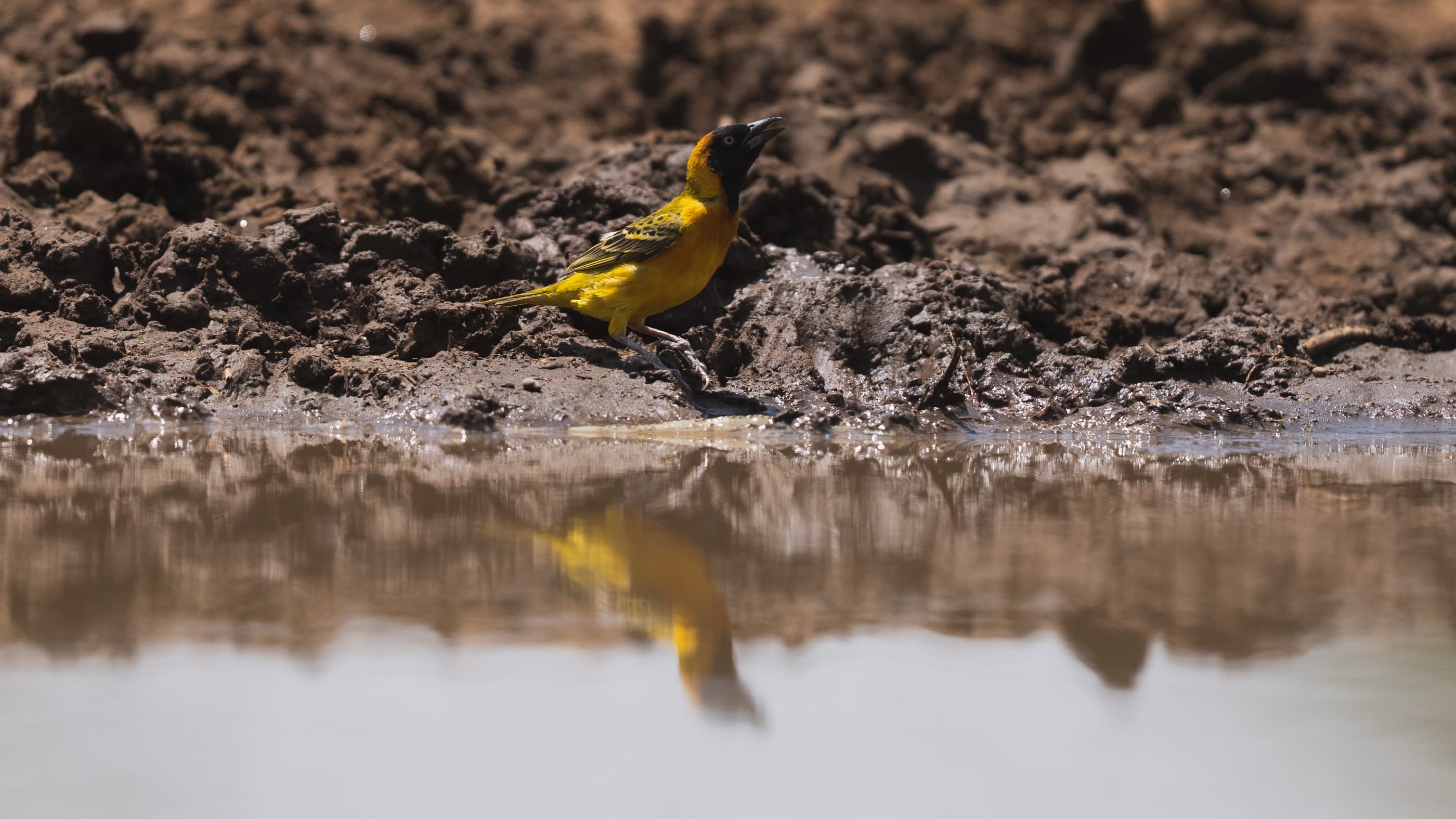 Speke's Weaver standing at a dry-season waterhole, yellow and black plumage with perfect reflection