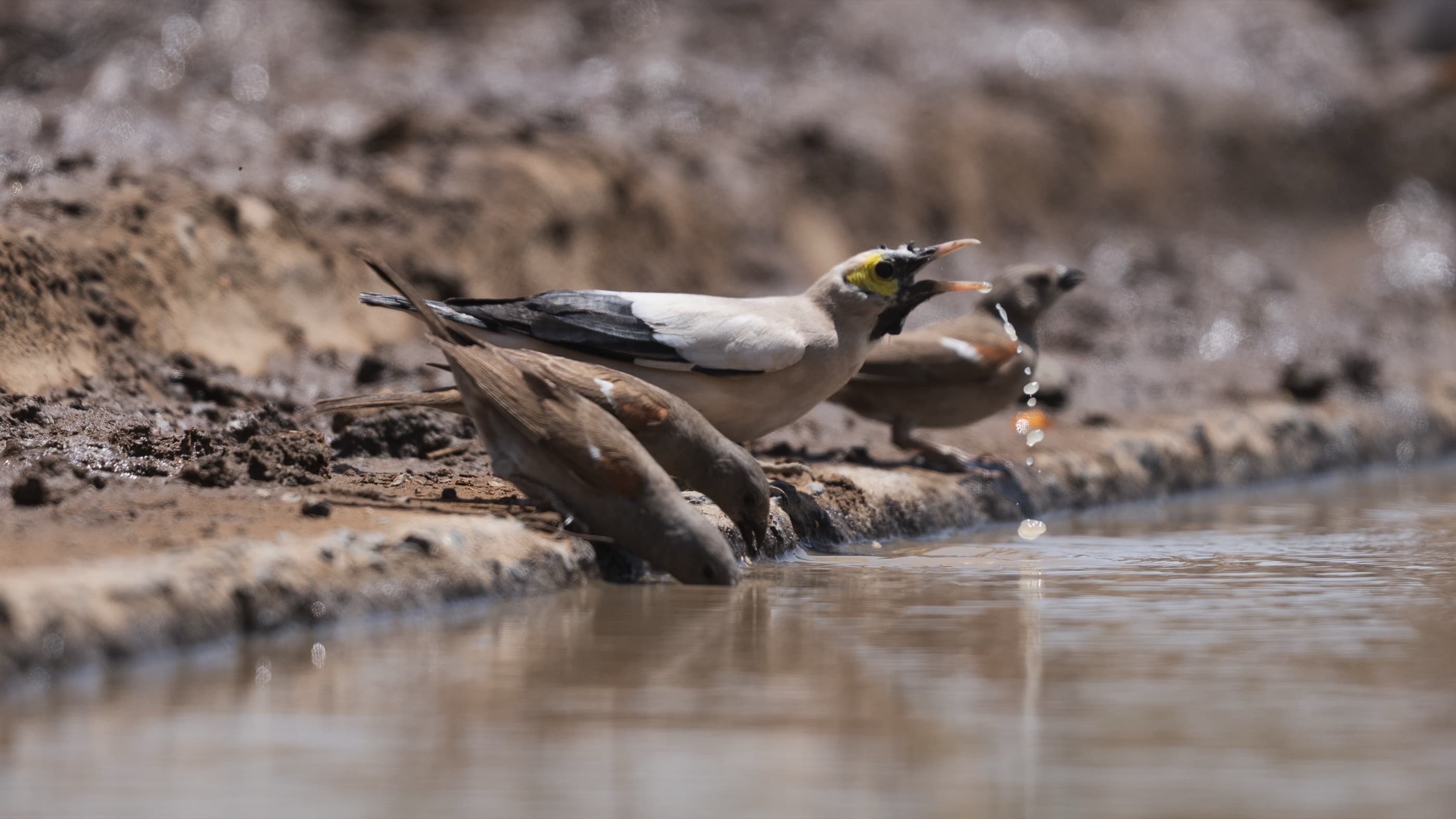 Wattled Starling lifting its head from the waterhole, yellow facial wattle and grey body visible