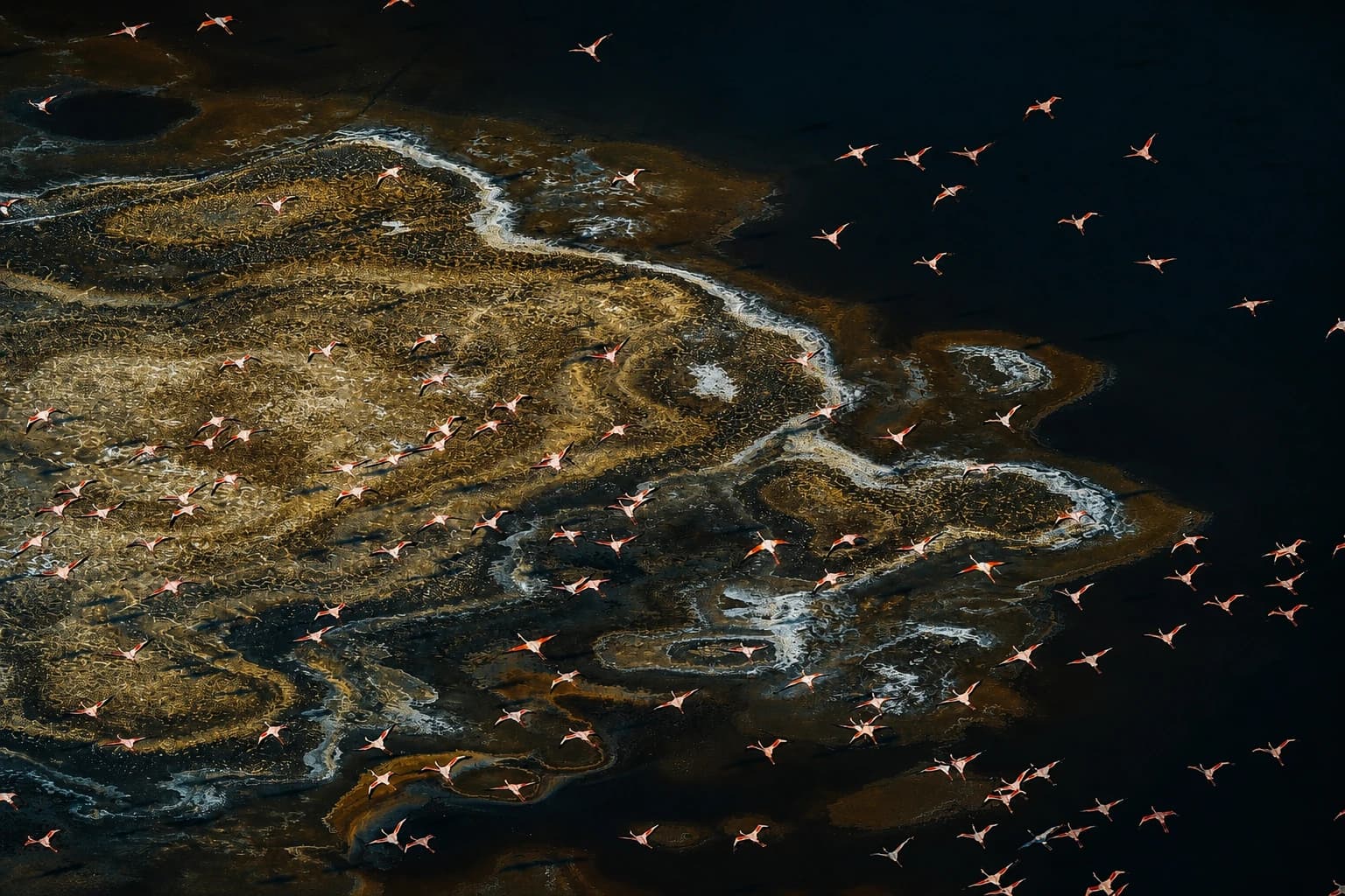 Aerial view of Lesser Flamingos in flight over the dark alkaline surface and soda islands of Lake Magadi