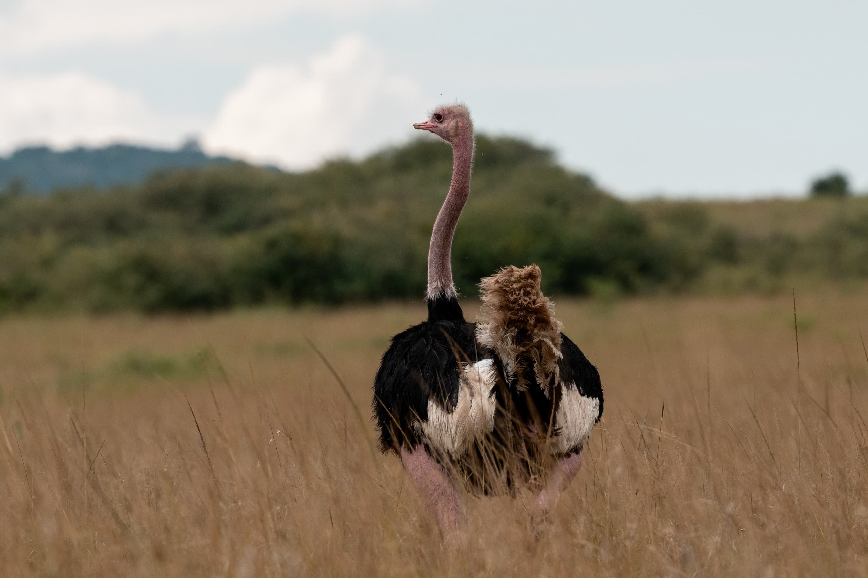 Common Ostrich in Masai Mara grassland