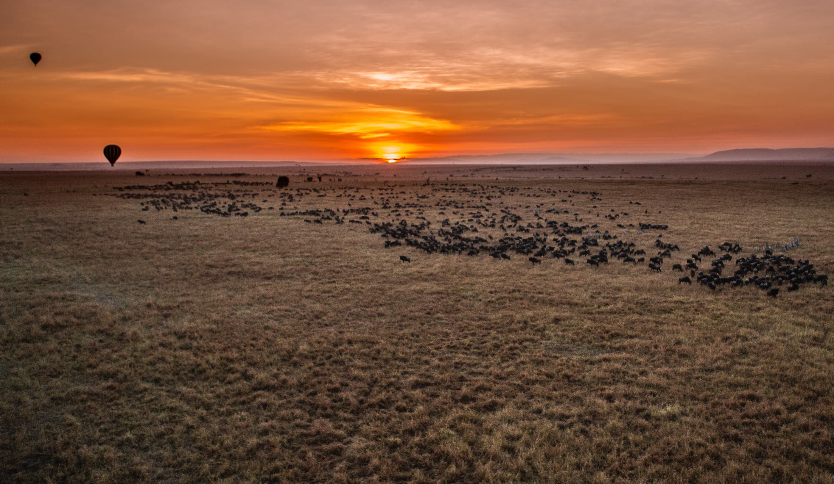 Aerial view: two hot air balloons at sunrise over the Masai Mara, wildebeest migration visible below
