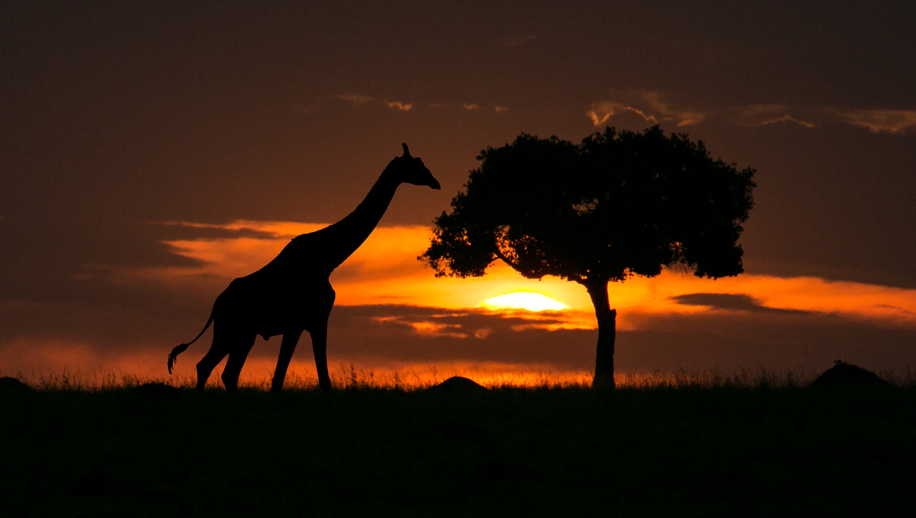 Giraffe walking past acacia tree at sunset, fiery orange sky, Masai Mara