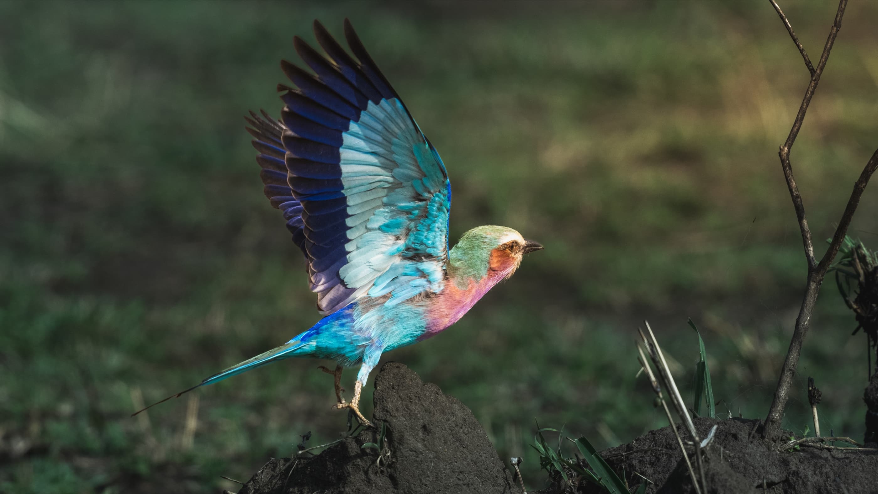 Lilac-breasted Roller perched on branch in Masai Mara savannah