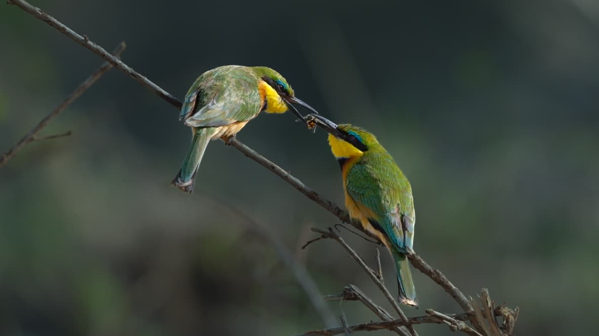 Two Little Bee-eaters passing prey between them on a twig, behavioural exchange
