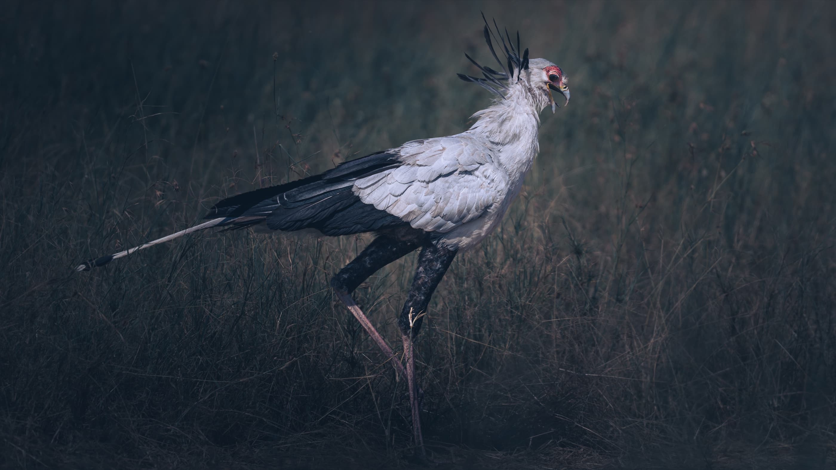 Secretarybird walking through dry grassland, Masai Mara