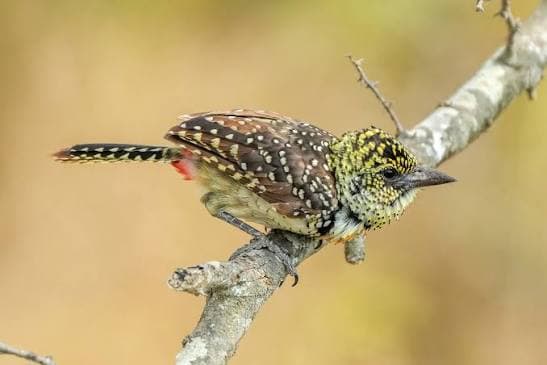 Usambiro Barbet perched on a dry branch, spotted brown-and-yellow plumage