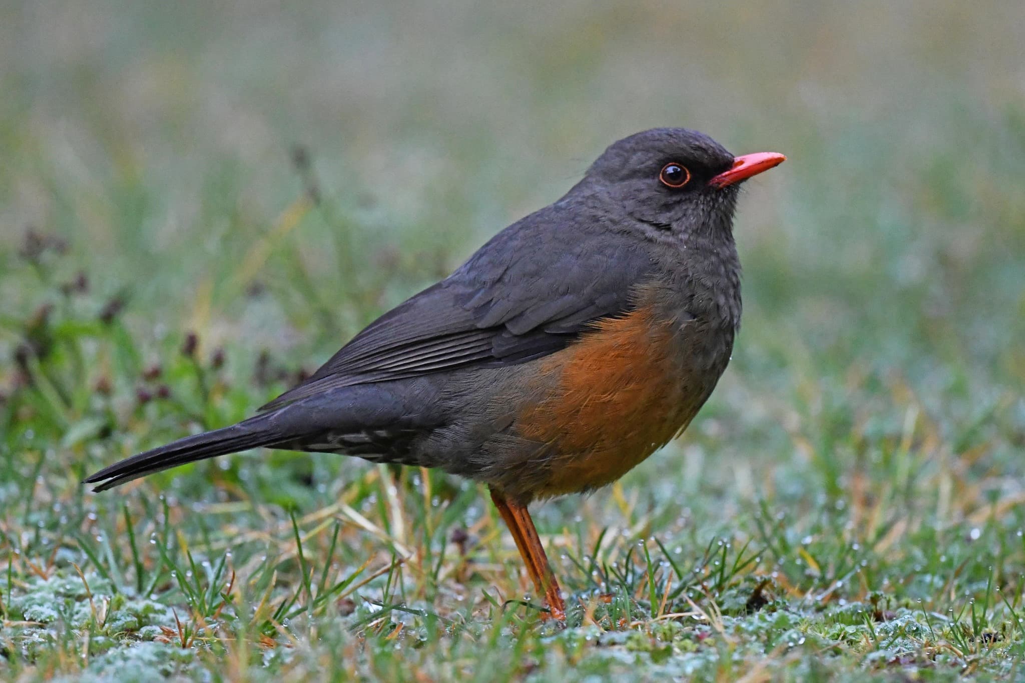 Abyssinian Thrush in highland forest understorey