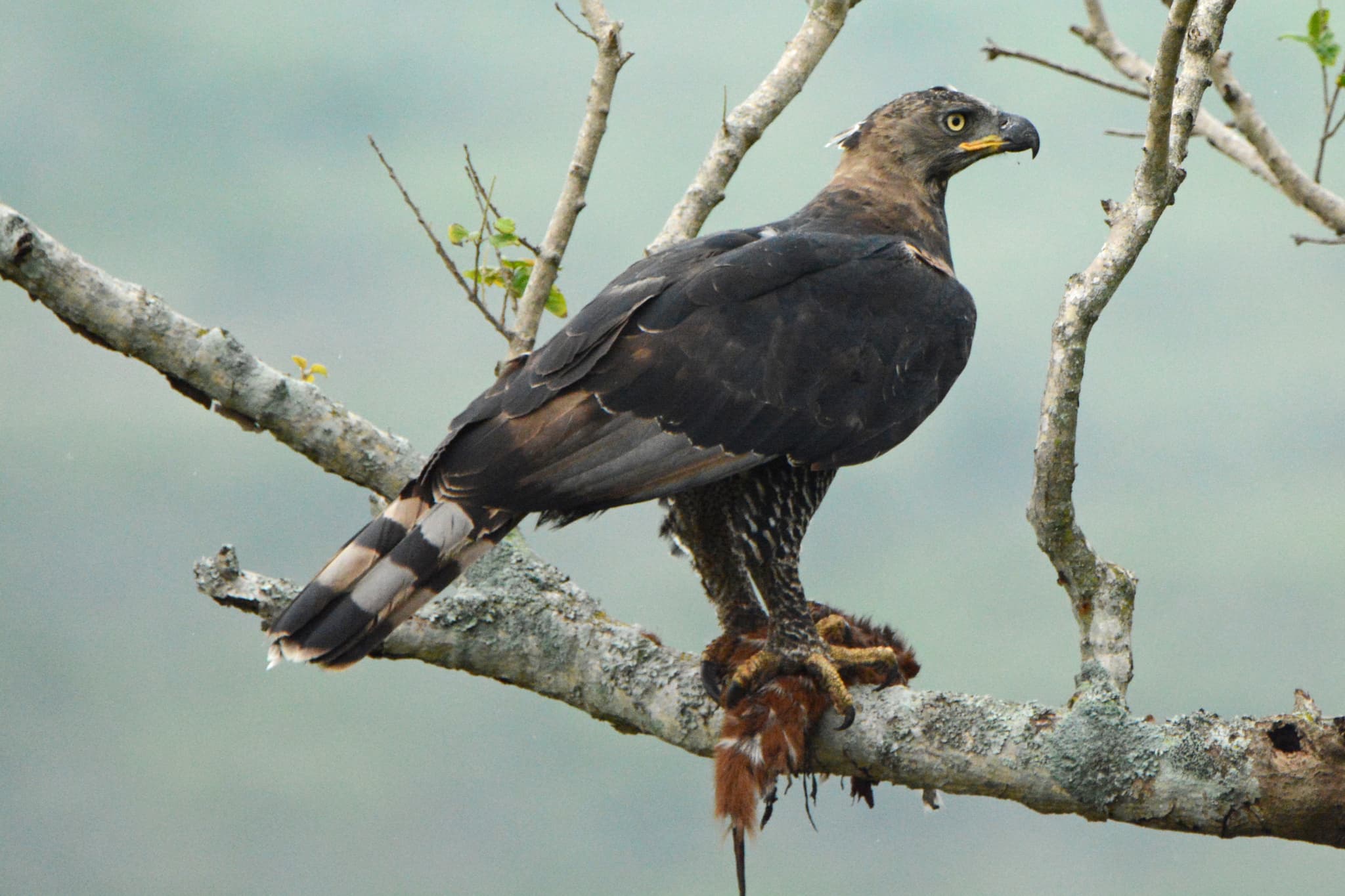 Crowned Eagle perched in highland forest