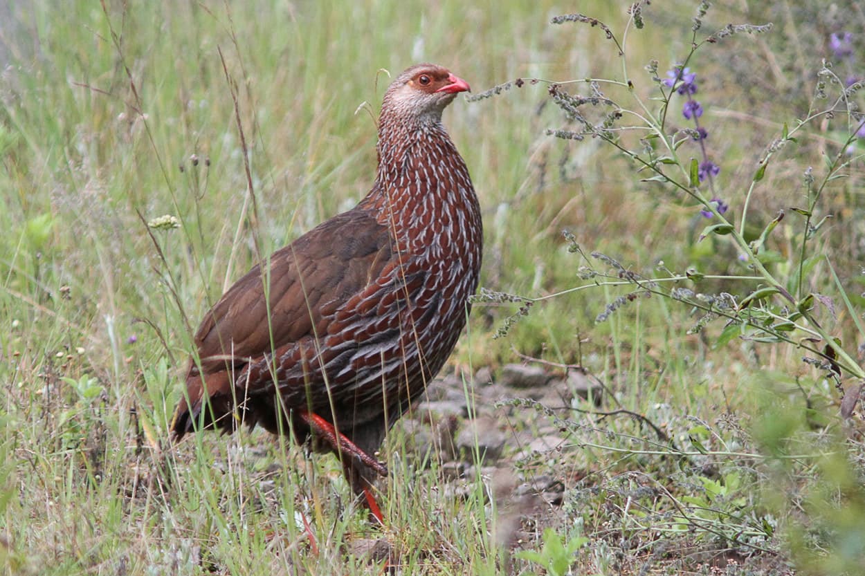 Jackson's Francolin in highland scrub, Mount Kenya