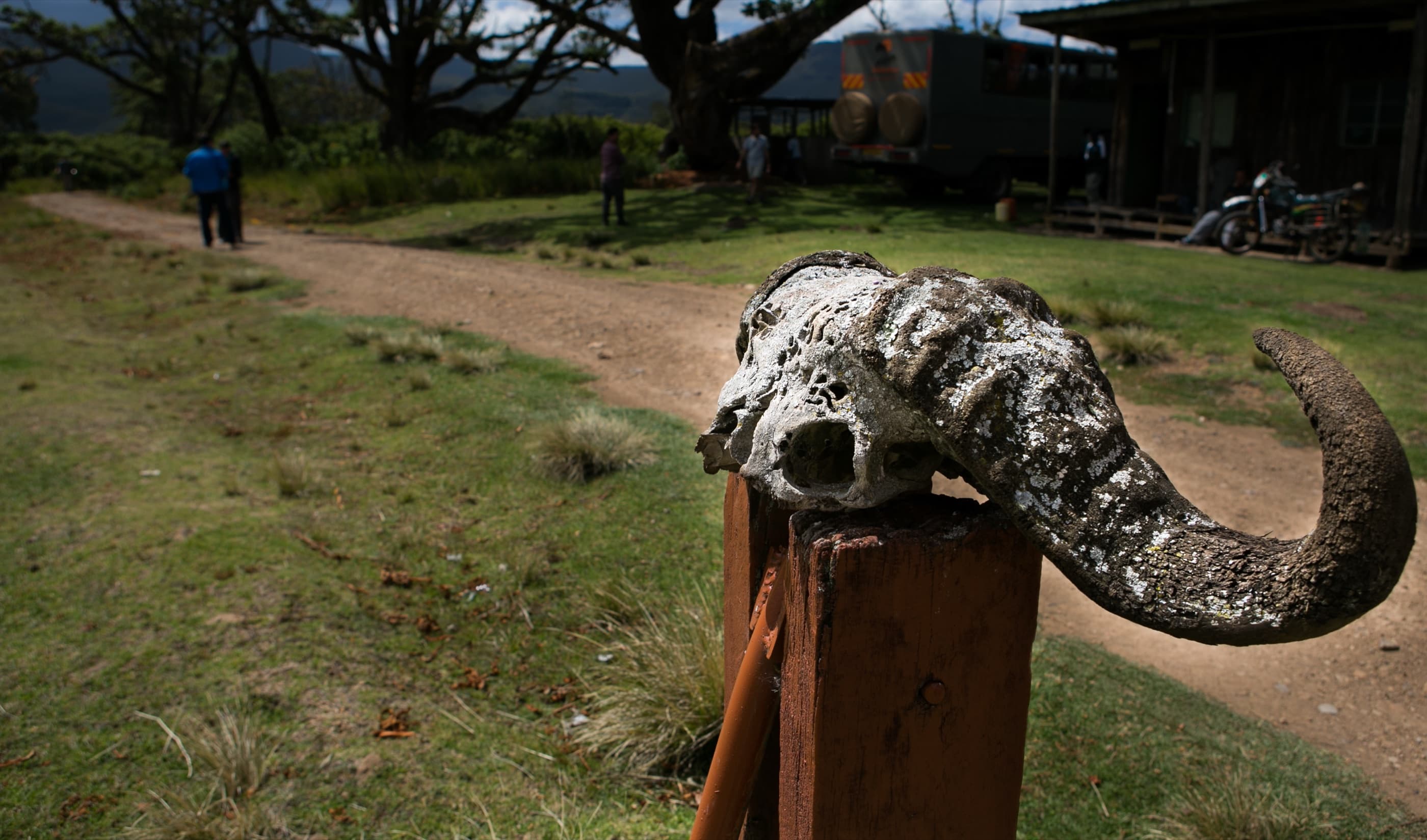 Castle Forest Lodge entrance — buffalo skull on wooden post, highland forest and hills behind