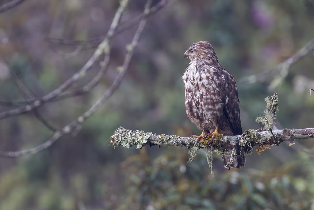 Mountain Buzzard perched in highland forest