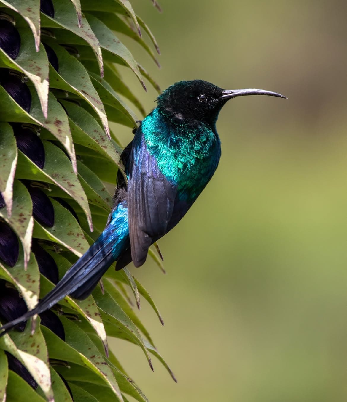 Scarlet-tufted Sunbird on Lobelia — metallic teal gorget, dark plumage, curved bill