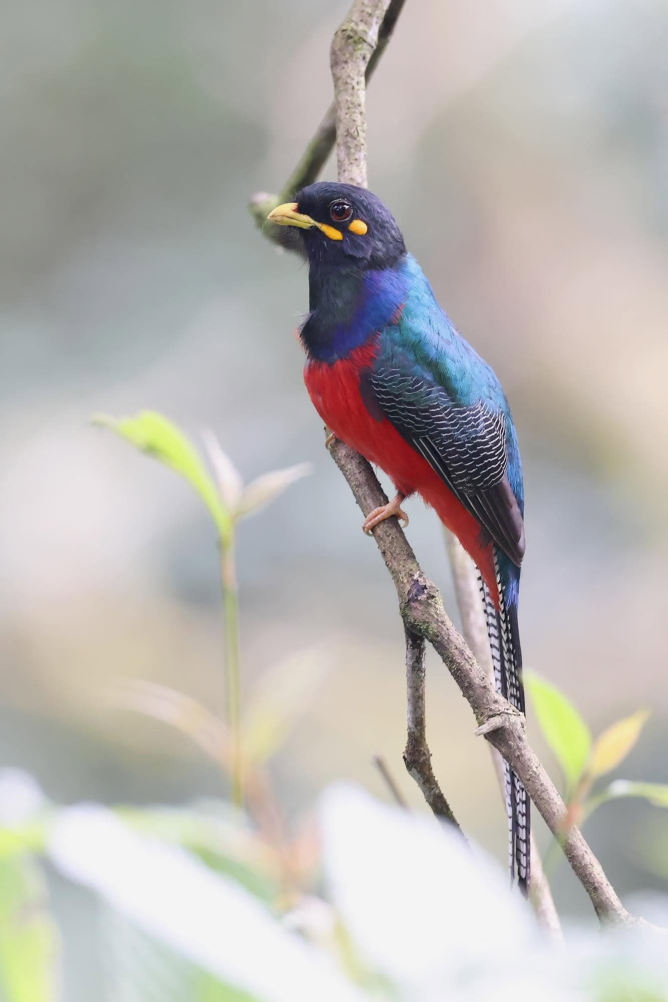 Bar-tailed Trogon perched in mountain forest — blue-black head, teal back, vivid crimson belly