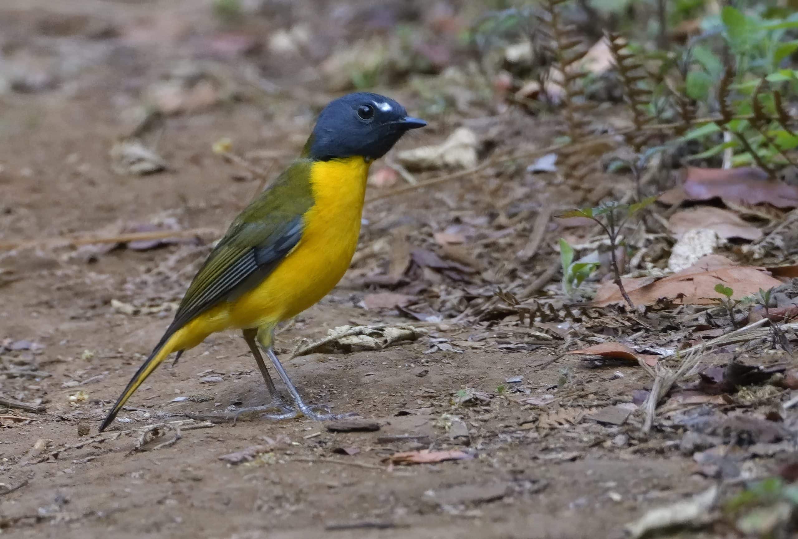 White-starred Robin in forest gloom, Mount Kenya