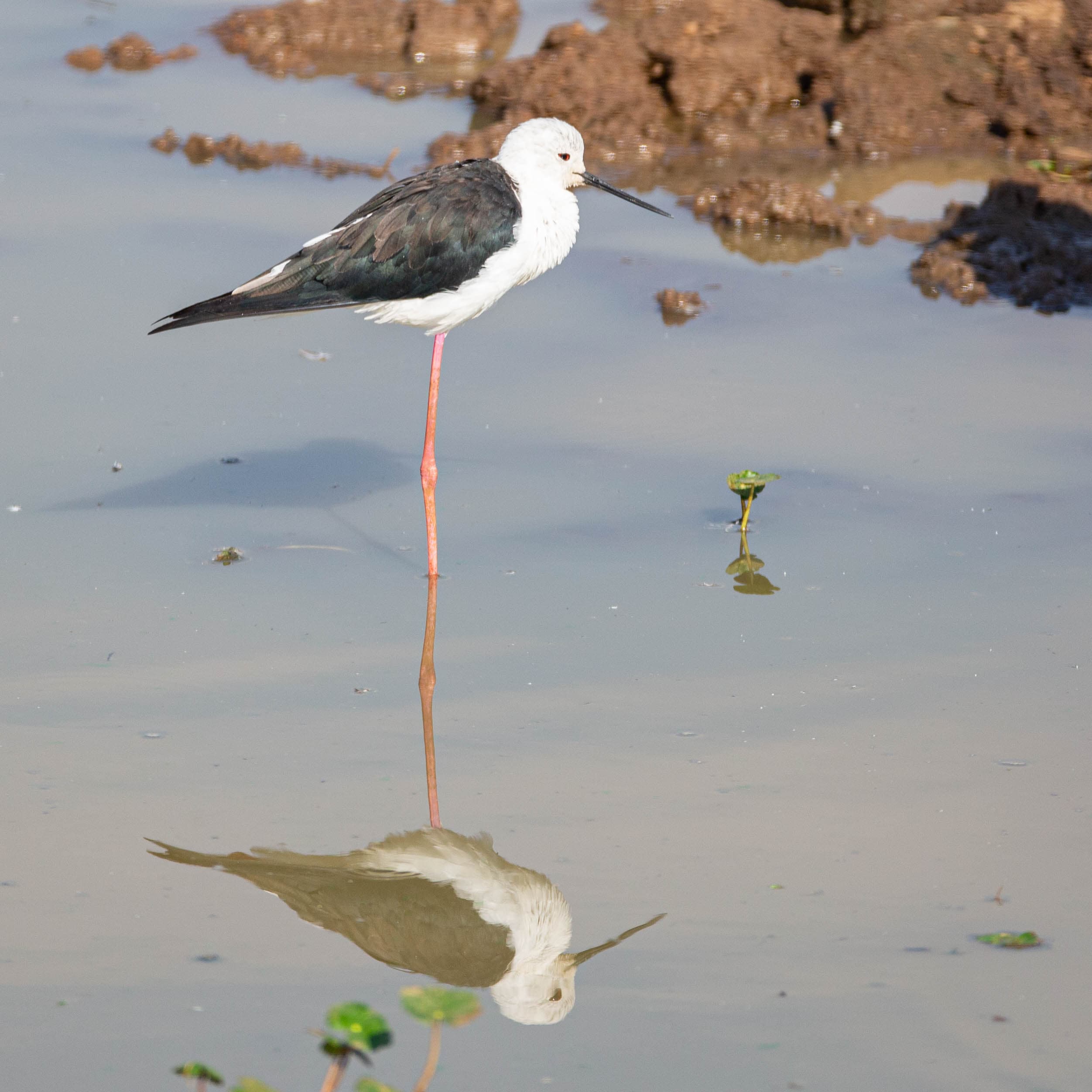 Black-winged Stilt standing in shallow water with a perfect reflection below
