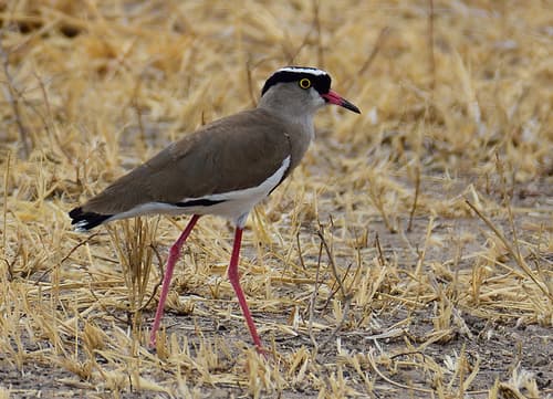 Crowned Lapwing walking through dry stubble, red legs and eye-ring prominent