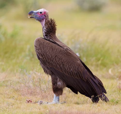 Lappet-faced Vulture standing in short grass, large pink head and dark mantle