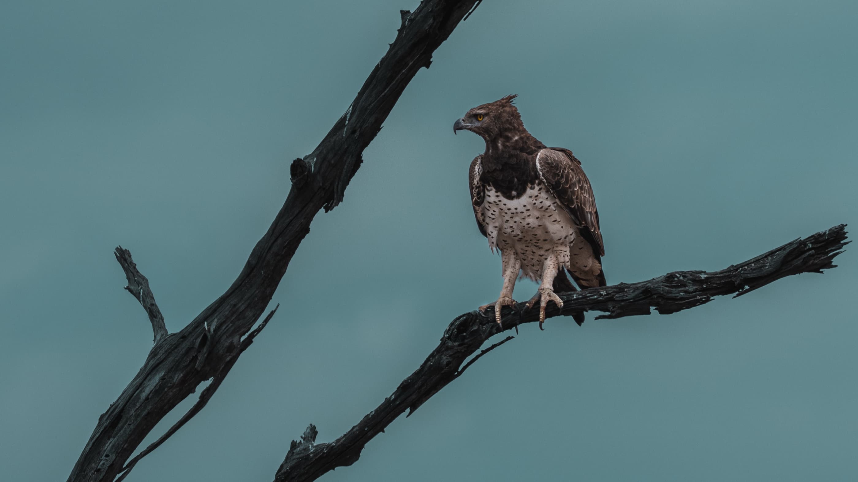 Martial Eagle perched on a dead branch against a pale grey sky