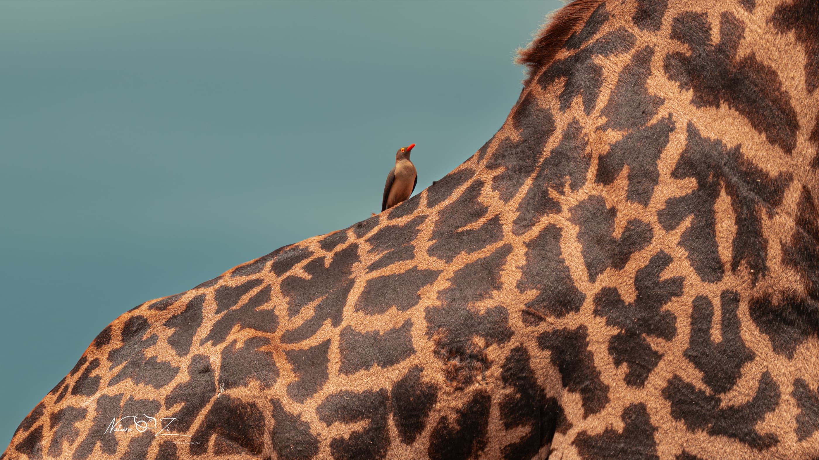 Red-billed Oxpecker perched on a giraffe's neck, giraffe pattern filling the frame