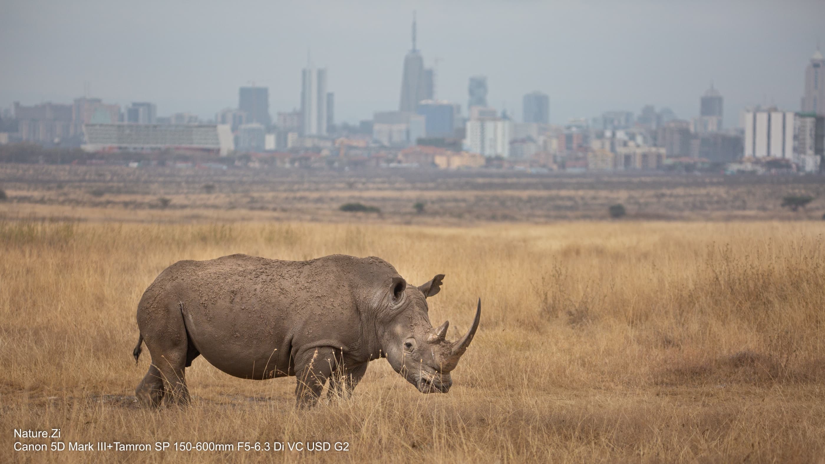 Southern White Rhino walking through dry golden grassland, Nairobi towers behind in haze