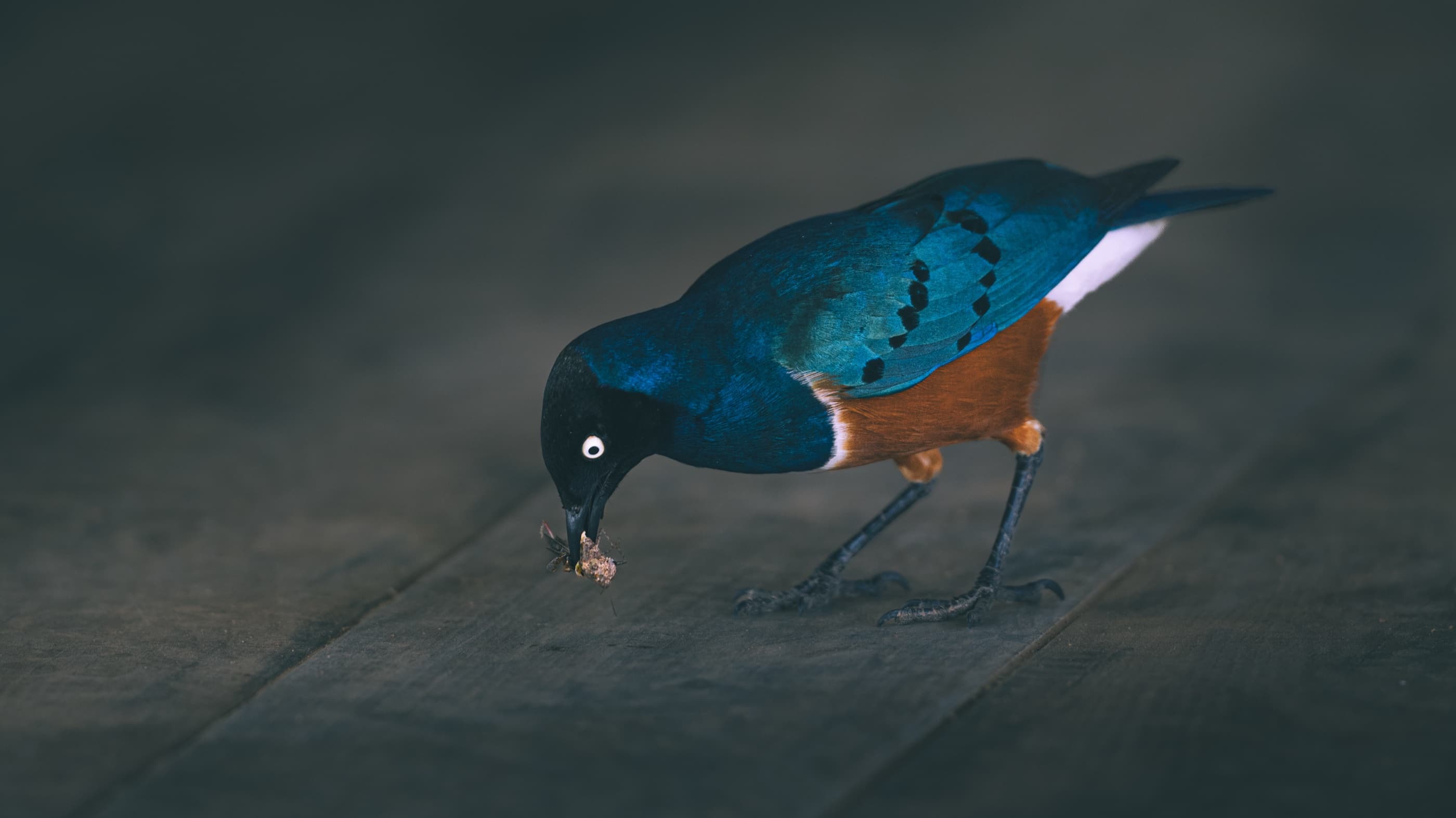 Superb Starling on wooden decking — iridescent blue-green back, chestnut belly