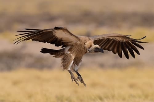 White-backed Vulture banking in flight, wings spread, grassland below