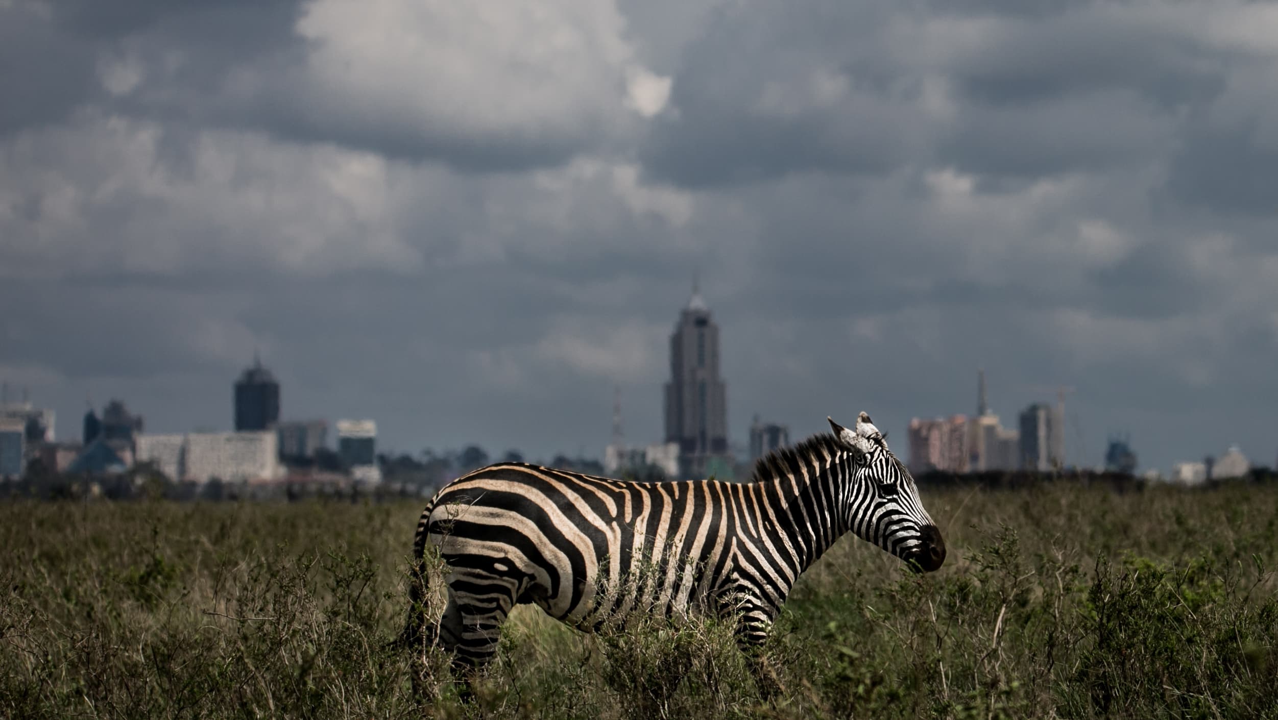 Plains zebra grazing with the Nairobi city skyline rising behind the grassland