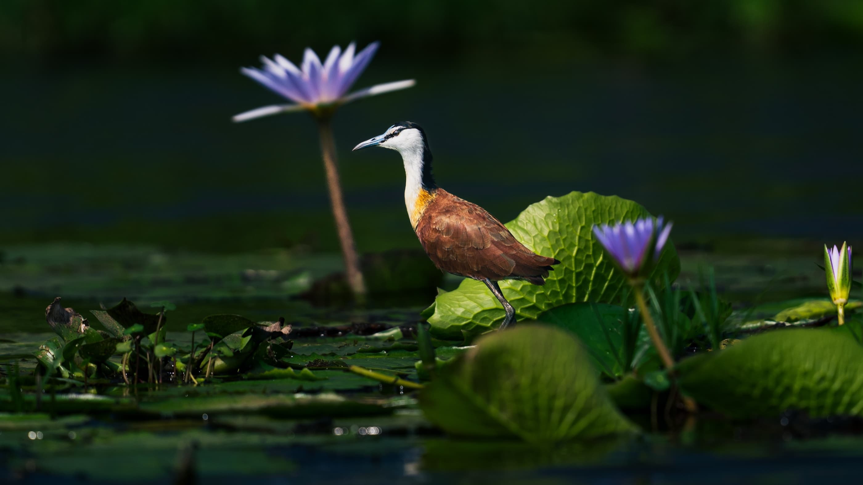 African Jacana walking on lily pads, Lake Naivasha