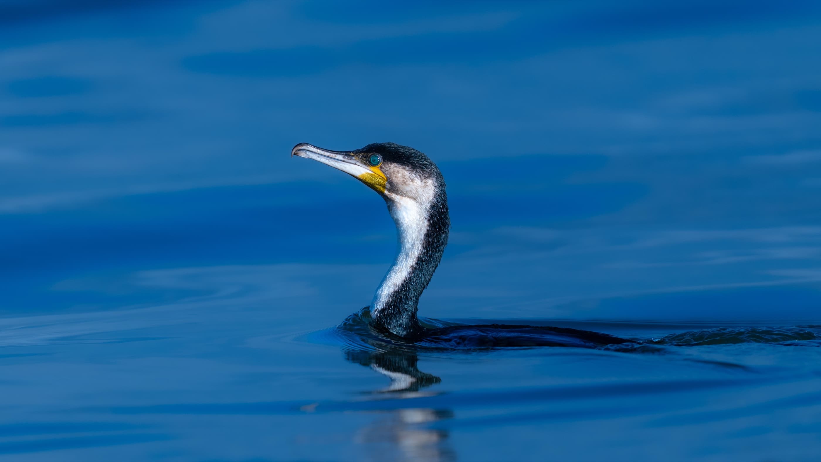 Great Cormorant at Lake Naivasha