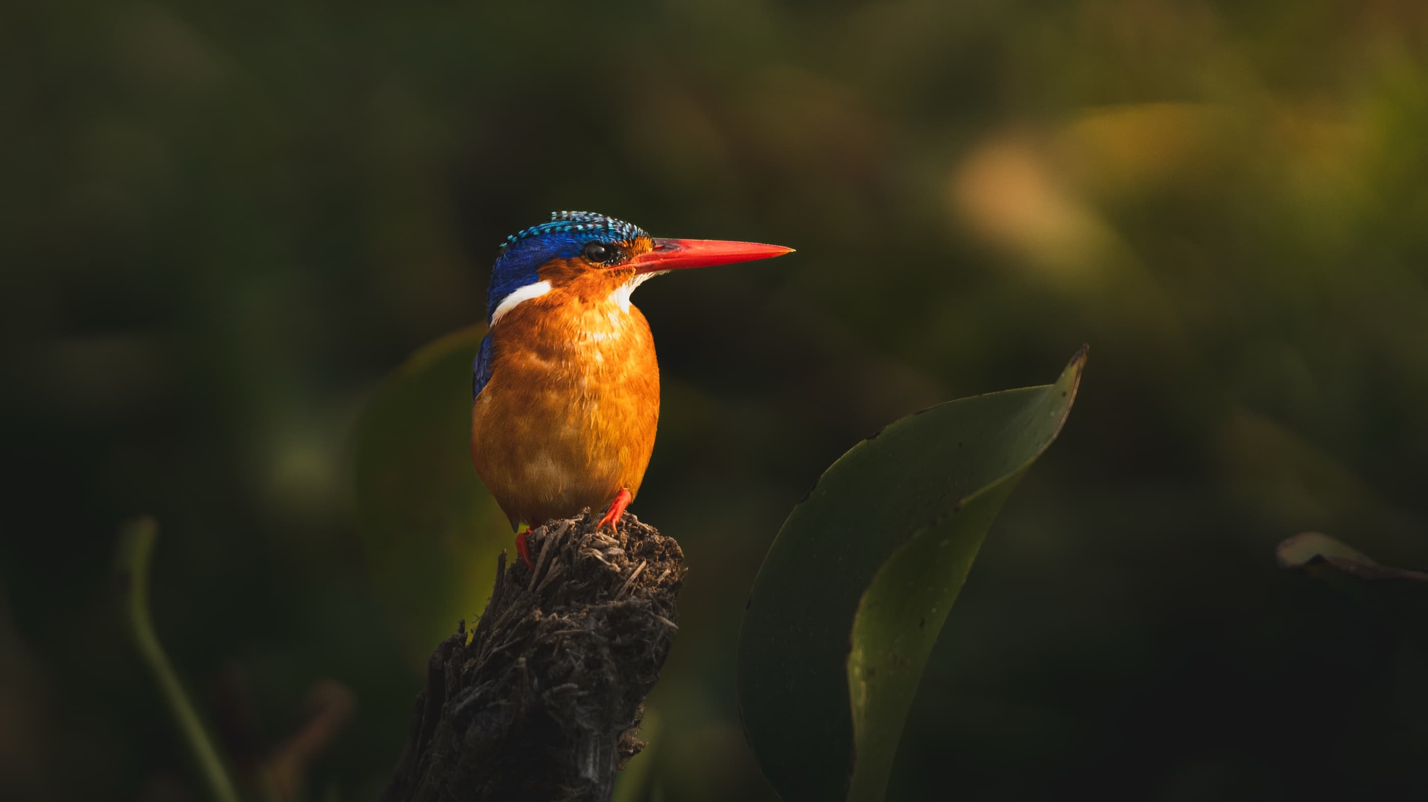 Malachite Kingfisher on a mossy perch — vivid blue cap, orange breast, red bill, warm backlight